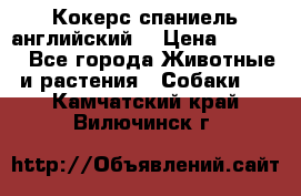 Кокерс спаниель английский  › Цена ­ 4 500 - Все города Животные и растения » Собаки   . Камчатский край,Вилючинск г.